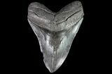 Huge, Fossil Megalodon Tooth - South Carolina #82811-1